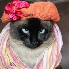 Image result for cats wearing spring dresses