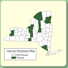 Malva alcea - Species Page - NYFA: New York Flora Atlas