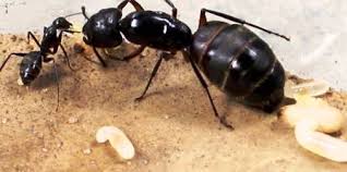 Résultats de recherche d'images pour « fourmis charpentiere photo »