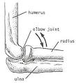 hinge joint