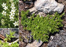Facchinia rupestris (Scop.) Dillenb. & Kadereit - Portale sulla flora ...