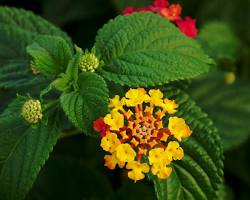 Image of Lantana Camara flower