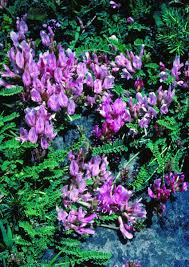 Astragalus monspessulanus L. | Plants of the World Online | Kew ...
