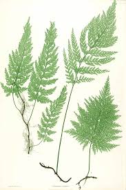 Vandenboschia speciosa - Wikipedia