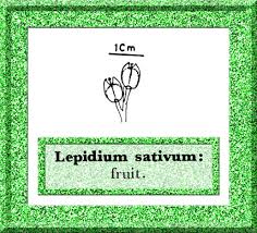 Lepidium sativum in Flora of Pakistan @ efloras.org