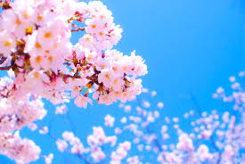 「桜」の画像検索結果
