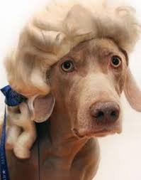 Image result for cat wearing george washington wig