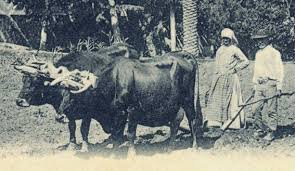 Resultado de imagen de ganado retinto vaca