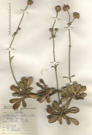 Pseudoscabiosa limonifolia (Vahl) Devesa - Portale della Flora d ...