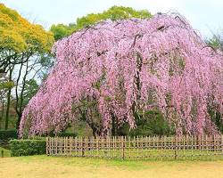 京都御苑 桜の画像