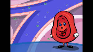 Image result for cute red blood cell cartoon