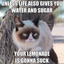 Memes Vault Friday Grumpy Cat Memes via Relatably.com