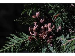 Thuja occidentalis (Arborvitae) | Native Plants of North America