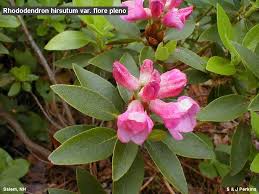 Rhododendron hirsutum: Species In Our Midst