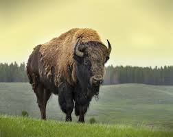 Image result for american bison