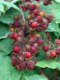 Rubus phoenicolasius - Wikipedia