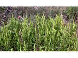 Ambrosia psilostachya (Cuman ragweed) | Native Plants of North ...