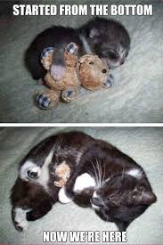 Cuddly kitty in Animal Memes - Memes - HAHAFUNNYJOKES via Relatably.com