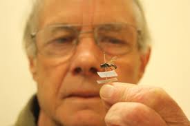 Dunedin entomologist Anthony Harris inspects a giant crebronid native wasp in his office on Tuesday. Mr Harris has had a newly discovered species of native ... - dunedin_entomologist_anthony_harris_inspects_a_gia_5257676705