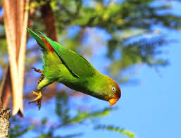 Image result for Sri Lanka Hanging Parrot