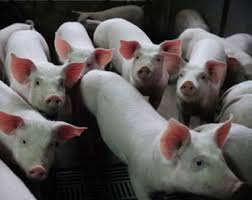   خمس أضضرار لأكل لحم الخنزير Images?q=tbn:ANd9GcRkuT_WbzFokGXjiv3vOAq9bRF_Ea2GPEj-lrJPXS0zKgfUMpXd8Q