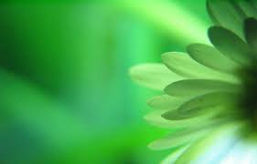 Image result for green color flowers