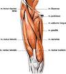 Quadriceps Anatomy, Function Origin Body Maps