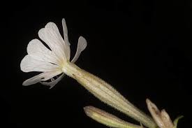 Silene italica (L.) Pers. | Plants of the World Online | Kew Science