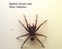 Sydney funnelweb spider venomous spider