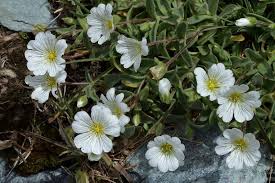 Cerastium latifolium (Broad-leaved Mouse-ear) - The Alpine Flora of ...