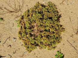 Scleranthus annuus - Michigan Flora