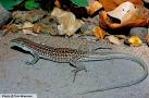 chihuahuan spotted whiptail