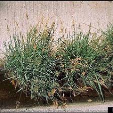 Polypogon viridis (beardless rabbit's-foot grass): Go Botany