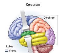 Image of Cerebrum brain