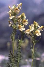 Pedicularis adscendens - Legge regionale 10 - Flora e piccola ...