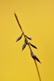 Carex pulicaris - Wikipedia