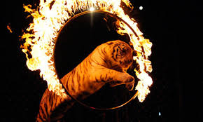 Image result for tiger jumping through hoop
