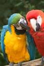 pictures of 2 parrots together