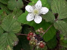 Rubus koehleri Weihe | Plants of the World Online | Kew Science