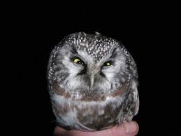 Image result for boreal owl