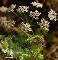 Pimpinella saxifraga - Online Virtual Flora of Wisconsin