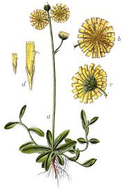 Jastrzębiec (roślina) – Wikipedia, wolna encyklopedia