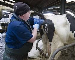 Image of cow being inseminated artificially
