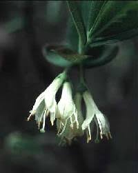 Lonicera canadensis - Online Virtual Flora of Wisconsin