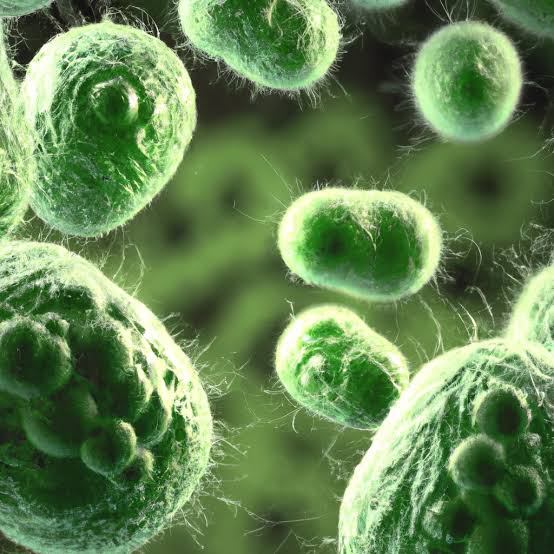 What are cyanobacteria?