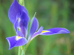 Image result for Iris