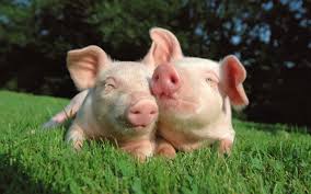 Image result for animals in love