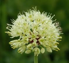 Allium victorialis Alpine Leek, Victory onion PFAF Plant Database