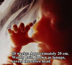 Fetal development in pictures by Lennart Nilsson (16 pics ... via Relatably.com