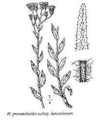 Sp. Hieracium prenanthoides - florae.it